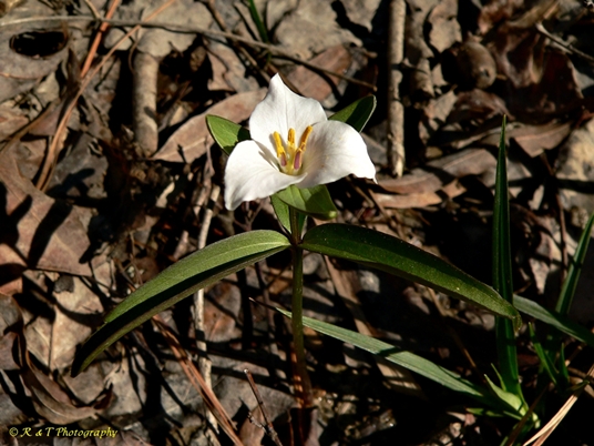 {Trillium georgianum}